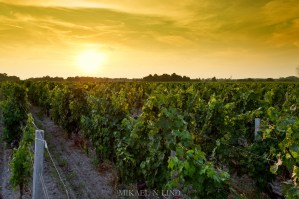 Sunset Médoc